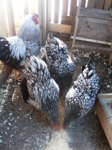 IMG_20150322_084332 - WYANDOTTE ARGINTIU 2014-2015