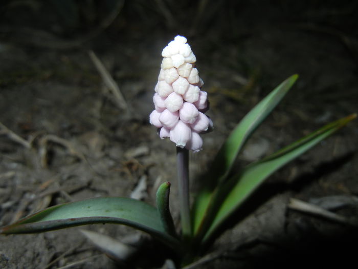 Muscari Pink Sunrise (2015, March 26)