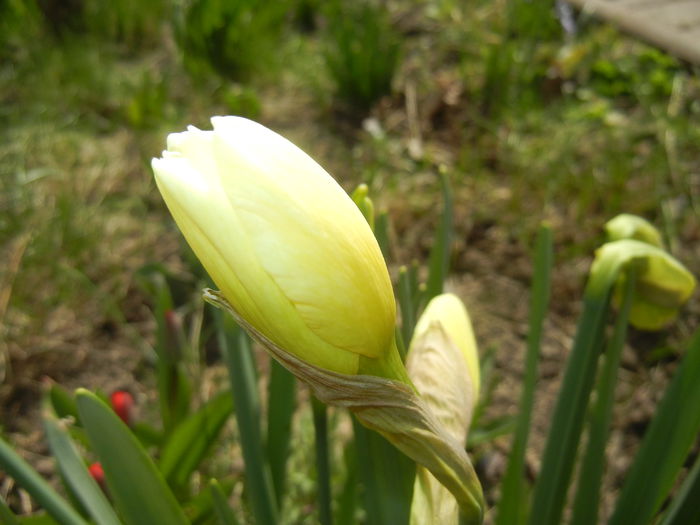 Narcissus Ice Follies (2015, March 25) - Narcissus Ice Follies