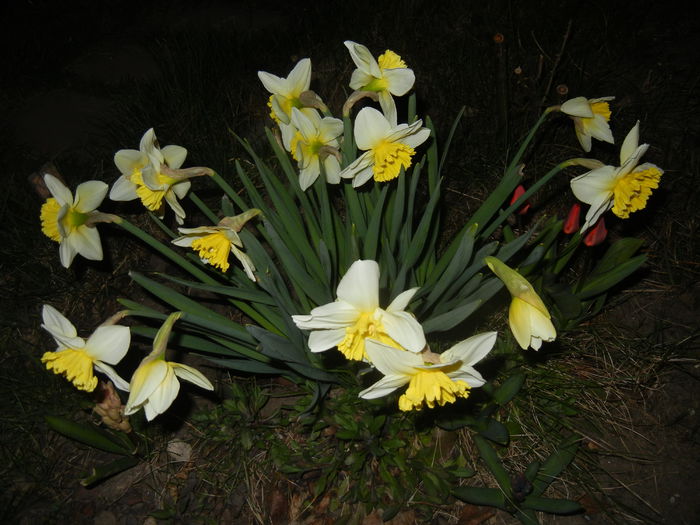 Narcissus Ice Follies (2015, March 26) - Narcissus Ice Follies