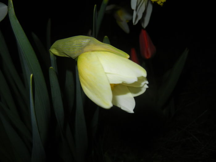 Narcissus Ice Follies (2015, March 26) - Narcissus Ice Follies