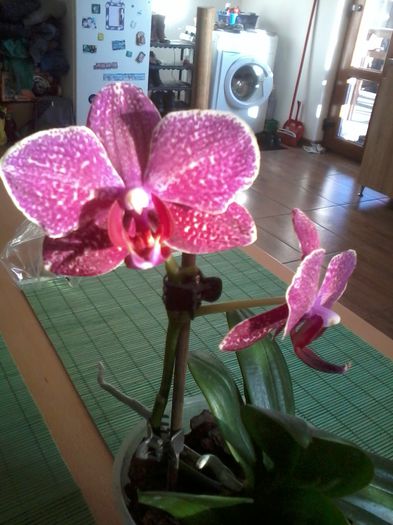 2015-02-18 16.23.49 - orhidee