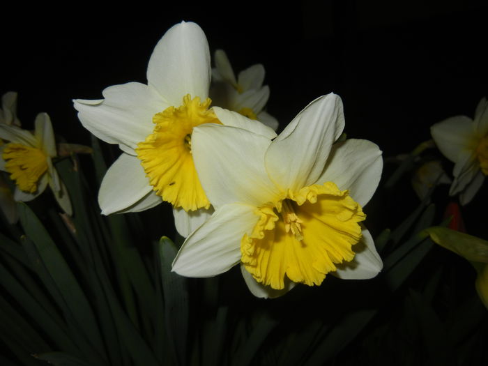 Narcissus Ice Follies (2015, March 26)