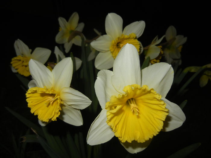 Narcissus Ice Follies (2015, March 26) - Narcissus Ice Follies