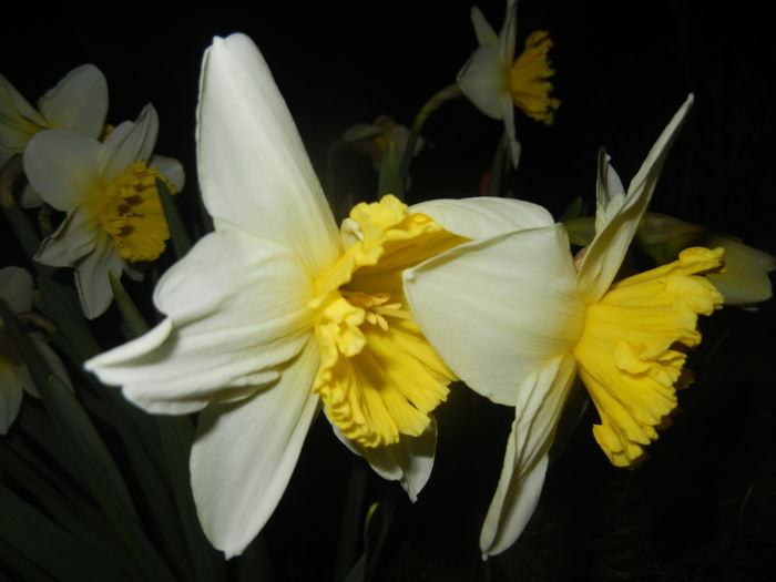 Narcissus Ice Follies (2015, March 26) - Narcissus Ice Follies