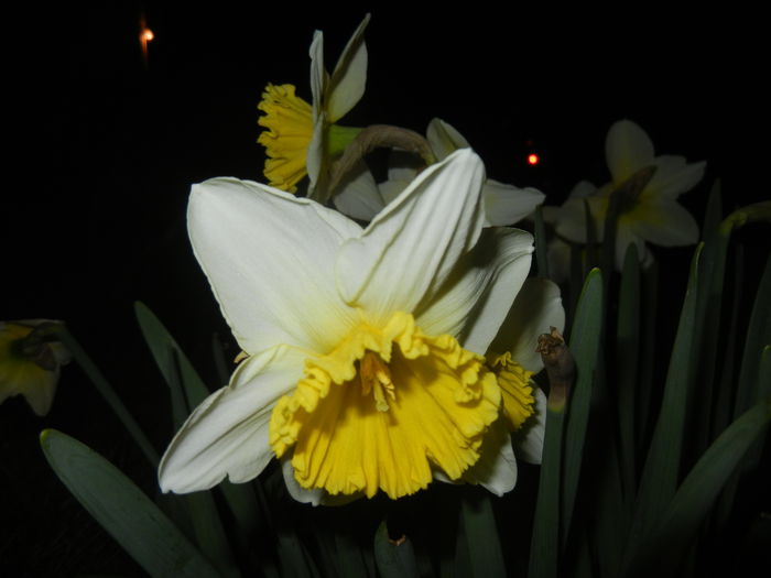 Narcissus Ice Follies (2015, March 26) - Narcissus Ice Follies