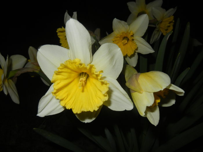 Narcissus Ice Follies (2015, March 26) - Narcissus Ice Follies