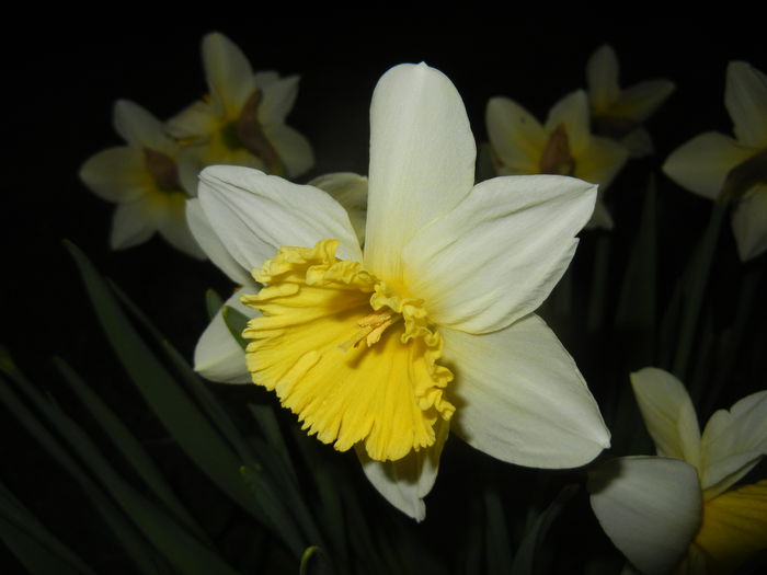 Narcissus Ice Follies (2015, March 26)
