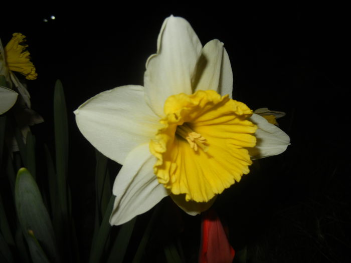 Narcissus Ice Follies (2015, March 26)