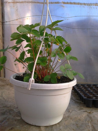 IMG_20150324_160307; capsuni la ghiveci
