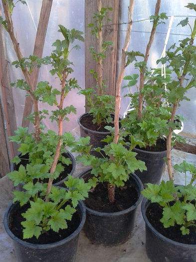 IMG_20150324_180223; coccaz la ghiveci
