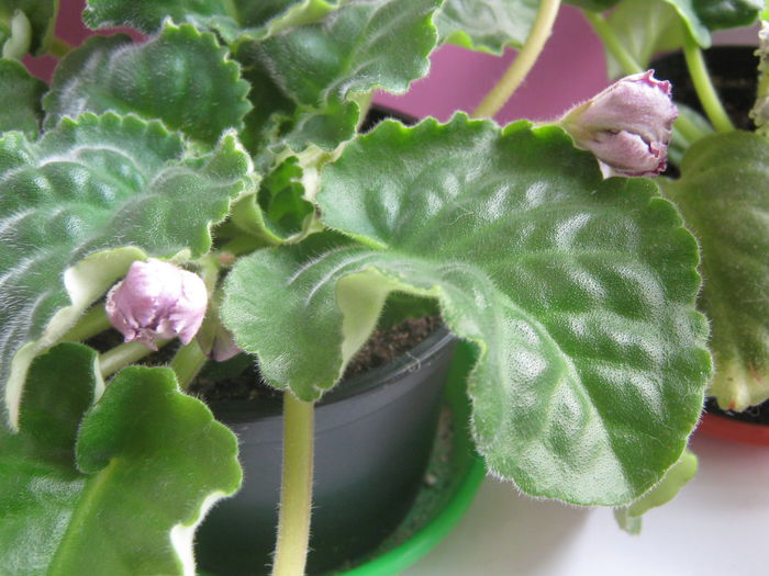 Picture My plants 2485 - Violete de Parma