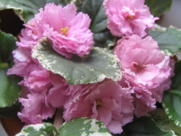 Rebel's Rose Bud - Violete de Parma