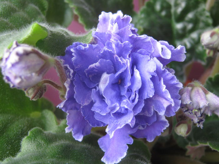 Picture My plants 2496 - Violete de Parma