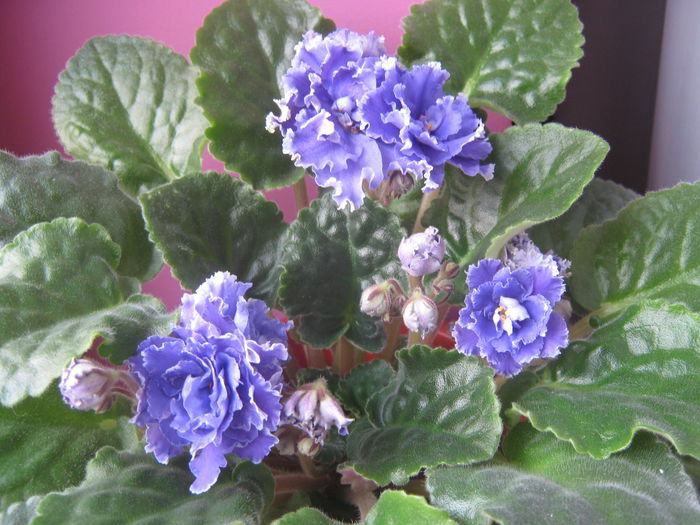 Picture My plants 2498 - Violete de Parma