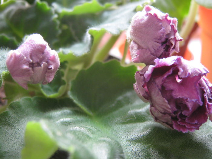 Picture My plants 2500 - Violete de Parma