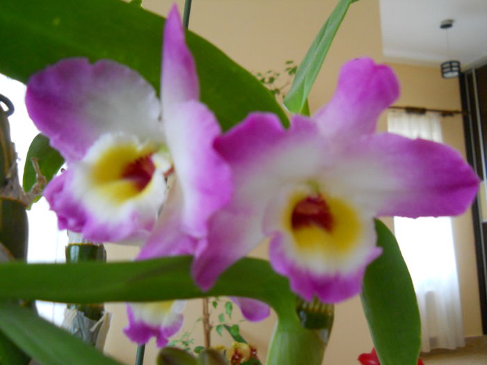 2304 - dendrobium 2015