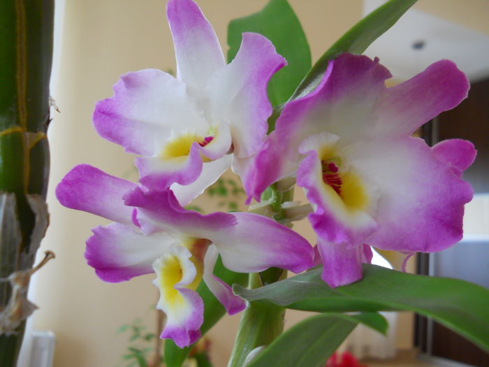 2305 - dendrobium 2015