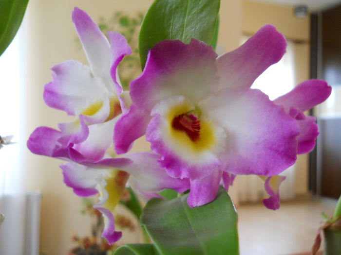 2306 - dendrobium 2015