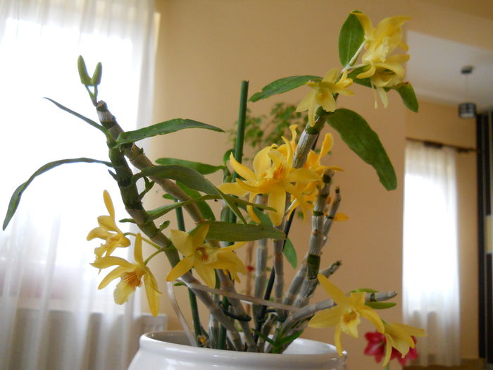 2311 - dendrobium 2015