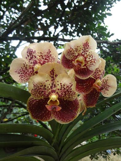 Vanda sumon spot x ascocenda phairot - Sanderiana. - 1 Orhidee Franta