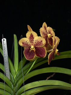 Vanda sumon spot x ascocenda phairot - Sanderiana... - 1 Orhidee Franta