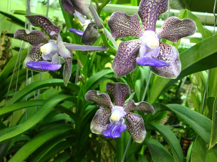 Vanda kultana fragrance - 1 Orhidee Franta