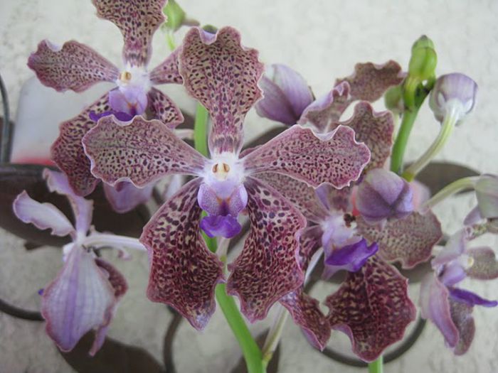 Vanda kultana fragrance.