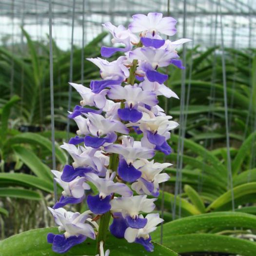 Rhynchostylis coelestis - 1 Orhidee Franta