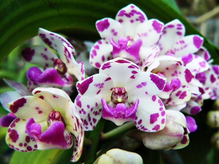 Rhynchostylis Gigantea red spot - 1 Orhidee Franta