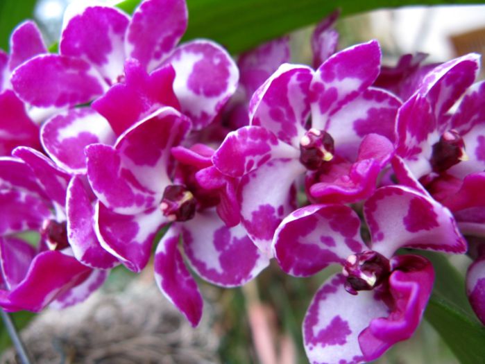 Rhynchostylis_gigantea_2