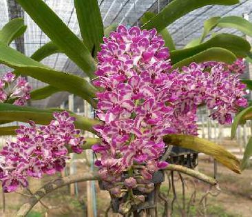 Rhynchostylis.giganteaSpot.. - 1 Orhidee Franta