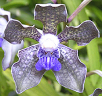 Vanda tessellata blue.