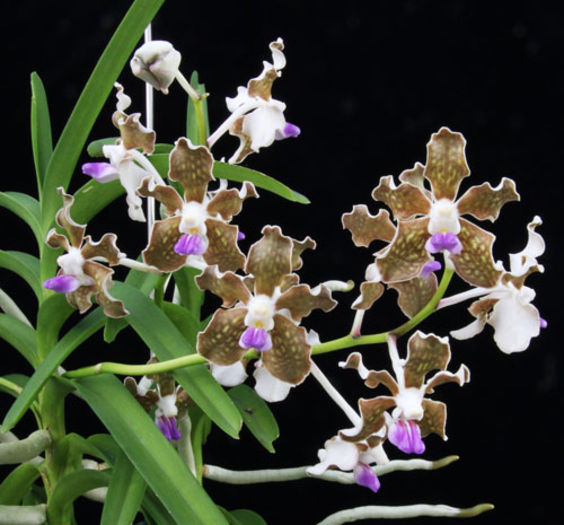 Vanda tessellata blue... - 1 Orhidee Franta