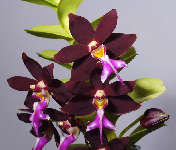 xTrichoglottis brachiata