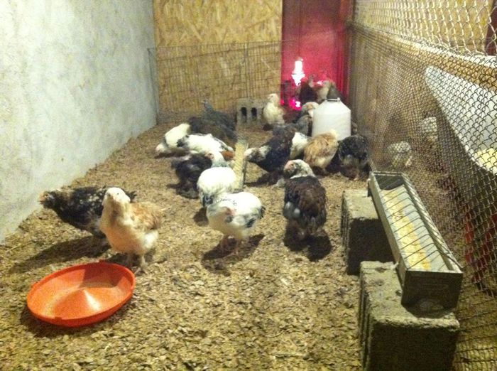 10566425_878415028869147_438420035_n