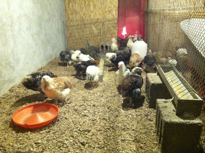 11072068_878414982202485_2016368991_n