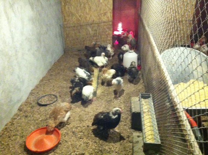 11077893_878414762202507_1035744178_n