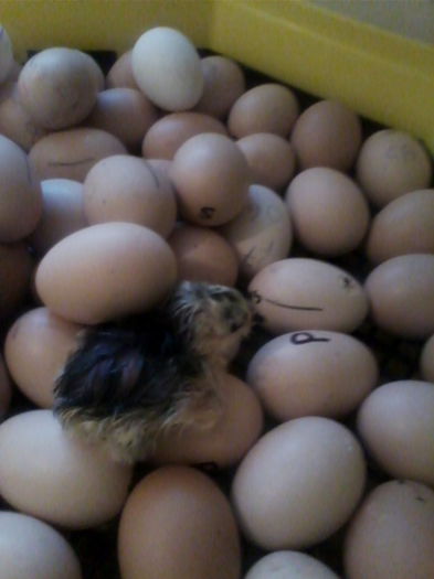 primul puisor australorp negru