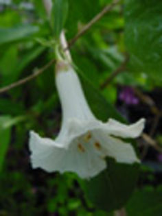 iochroma australe white-gommer