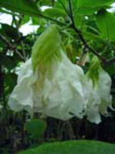 Shredded_White-gommer