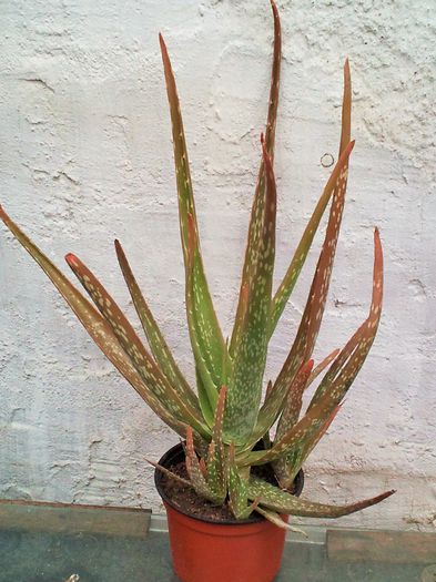 Aloe vera - 25lei; 4 ani, 30cm inaltime
