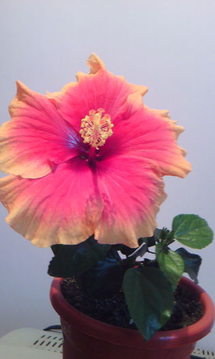 2015-03-27 17.16.42 - HIBISCUS 2015