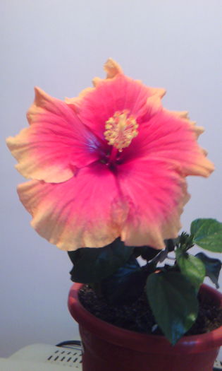 2015-03-27 17.16.56 - HIBISCUS 2015