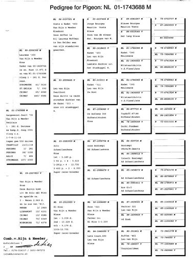 Pedigree ASU; Este descendent al porumbeilor Kadet(Meulemnans),Blauwe Bourges(M.Voets),Solo(A. Schaerlaeckens) si El Nino(Leo Van Rijn).A fost locul 4 as pui demifond Olanda 2001.
