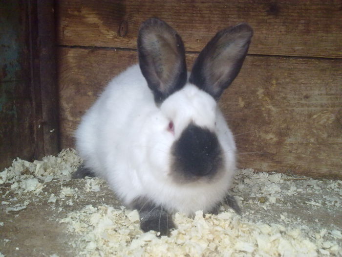  - A-IEPURI TINERET CALIFORNIAN