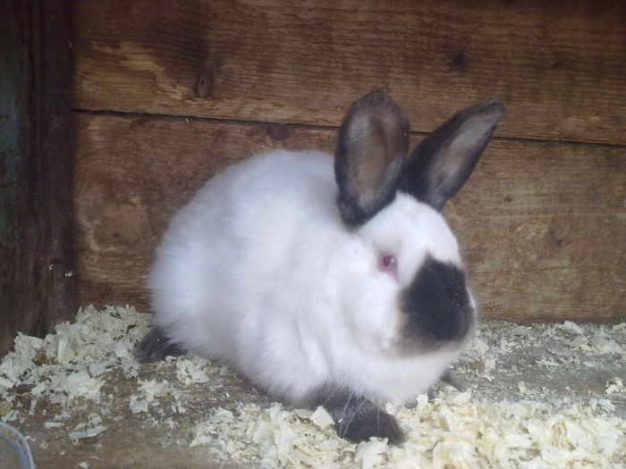  - A-IEPURI TINERET CALIFORNIAN
