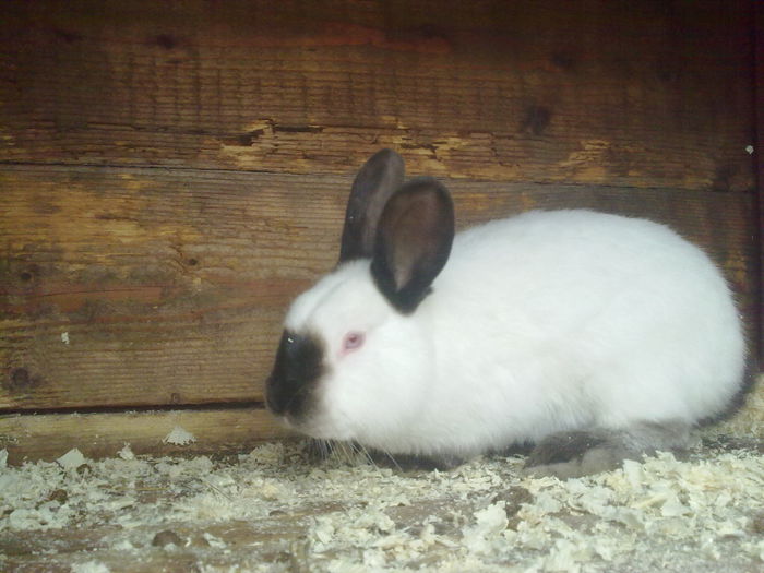  - A-IEPURI TINERET CALIFORNIAN