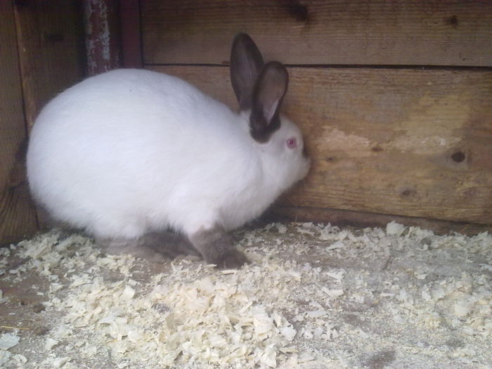  - A-IEPURI TINERET CALIFORNIAN