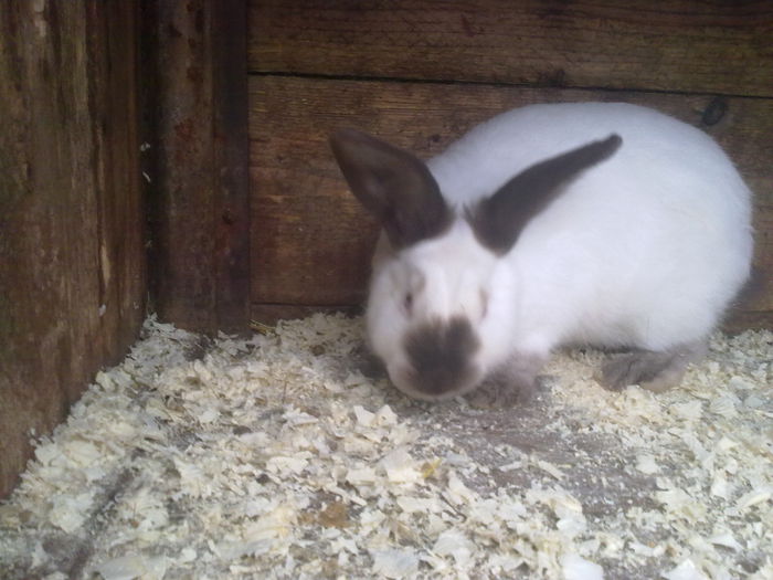  - A-IEPURI TINERET CALIFORNIAN